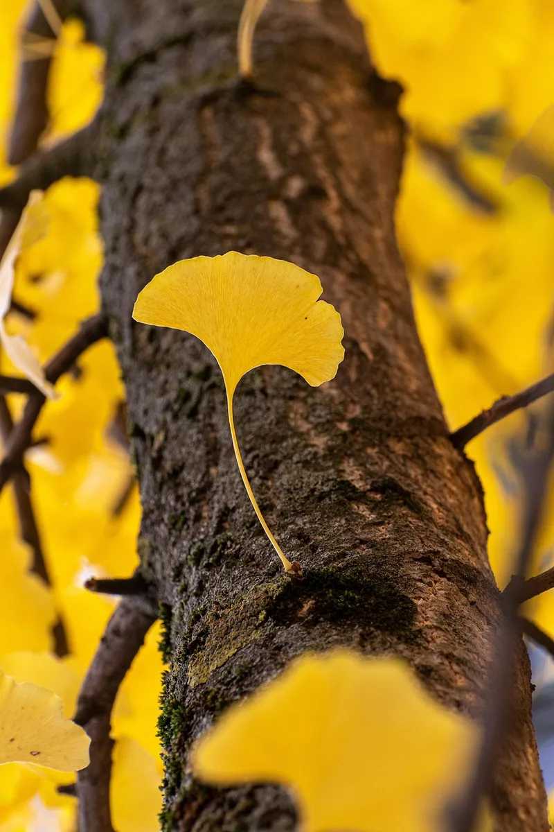Gingko ou Arbre aux 40 écus – photo 1