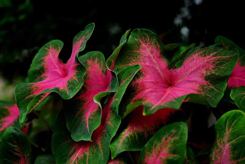 Caladium – photo 1