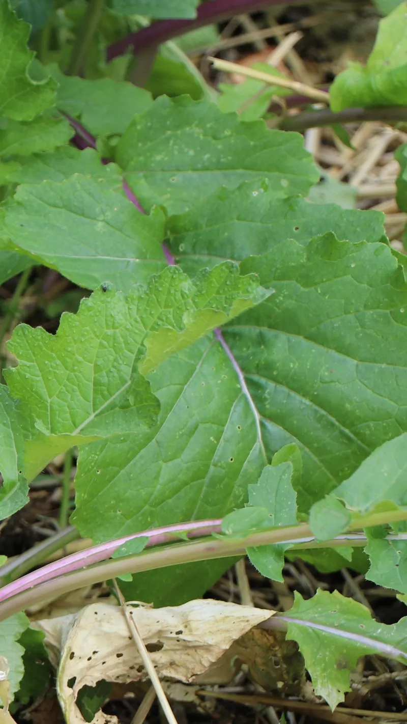 Navet – photo 2