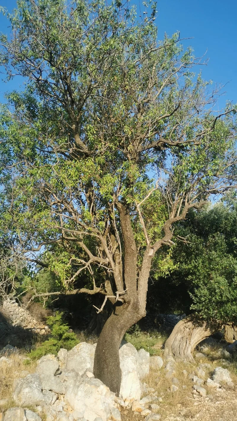 Amandier – photo 1