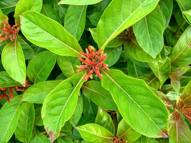 Buisson du colibri – photo 1