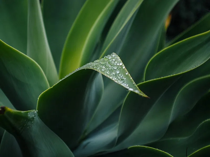 Agave – photo 3