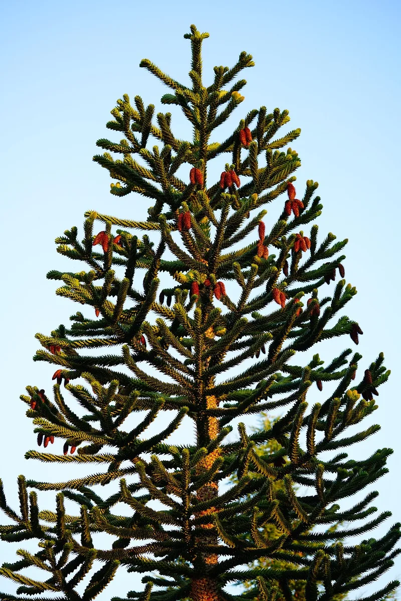 Araucaria – photo 1