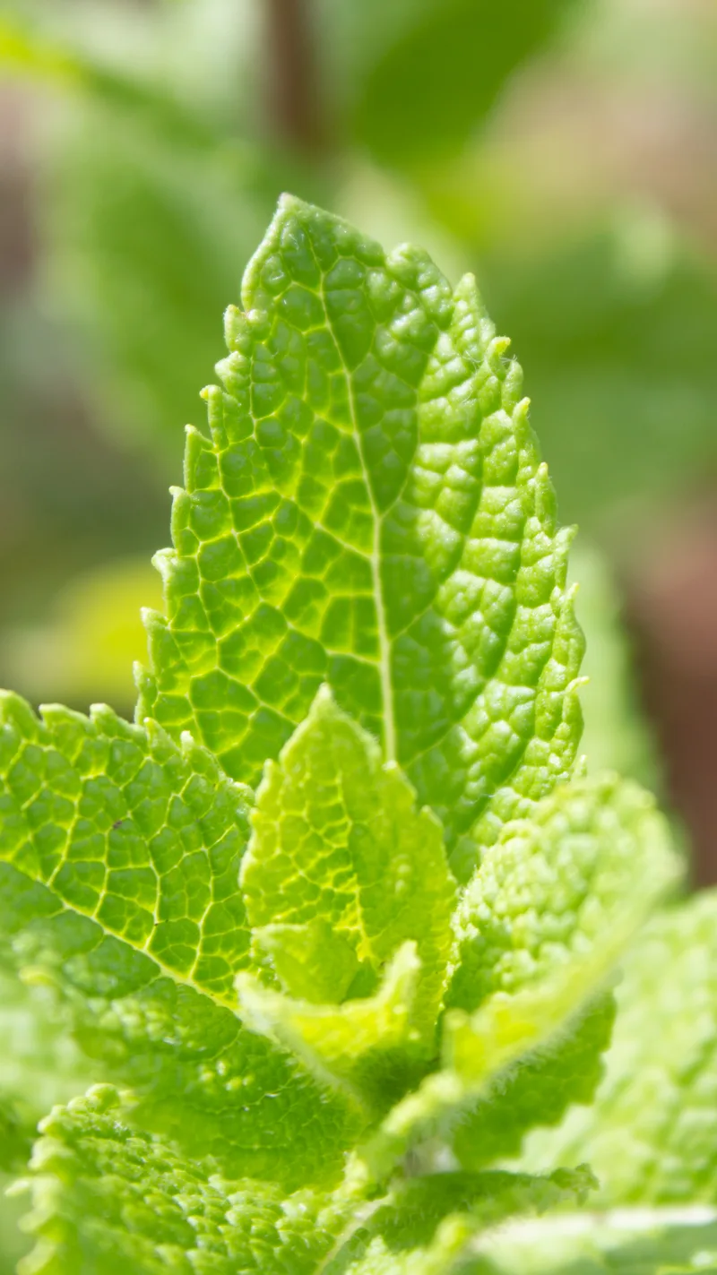 Menthe – photo 2