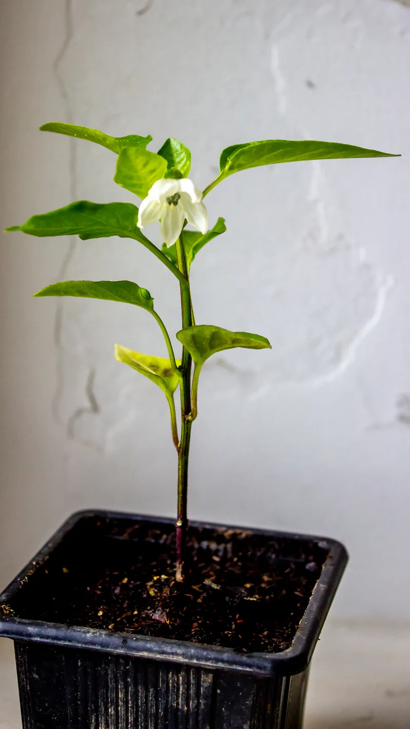 Piment – photo 2