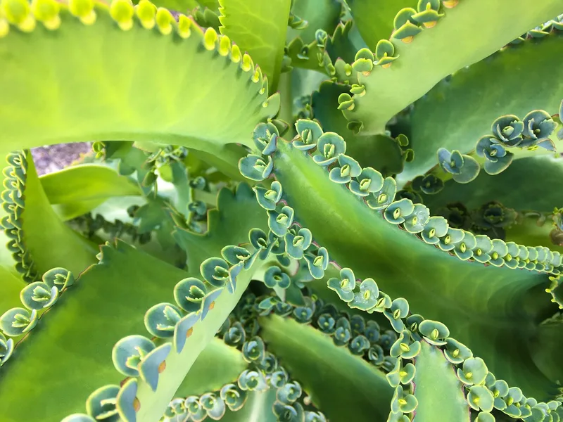 Kalanchoé de Daigremont – photo 1