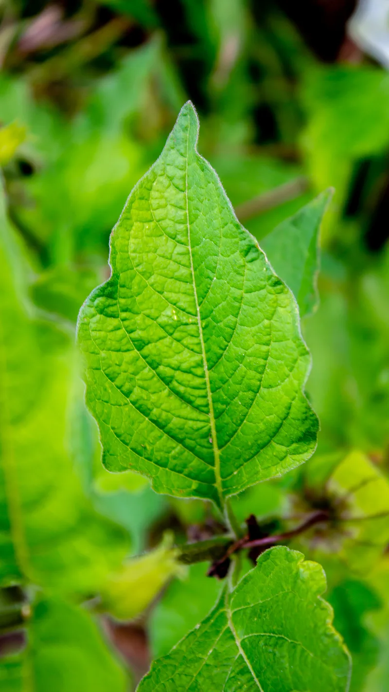 Physalis – photo 2