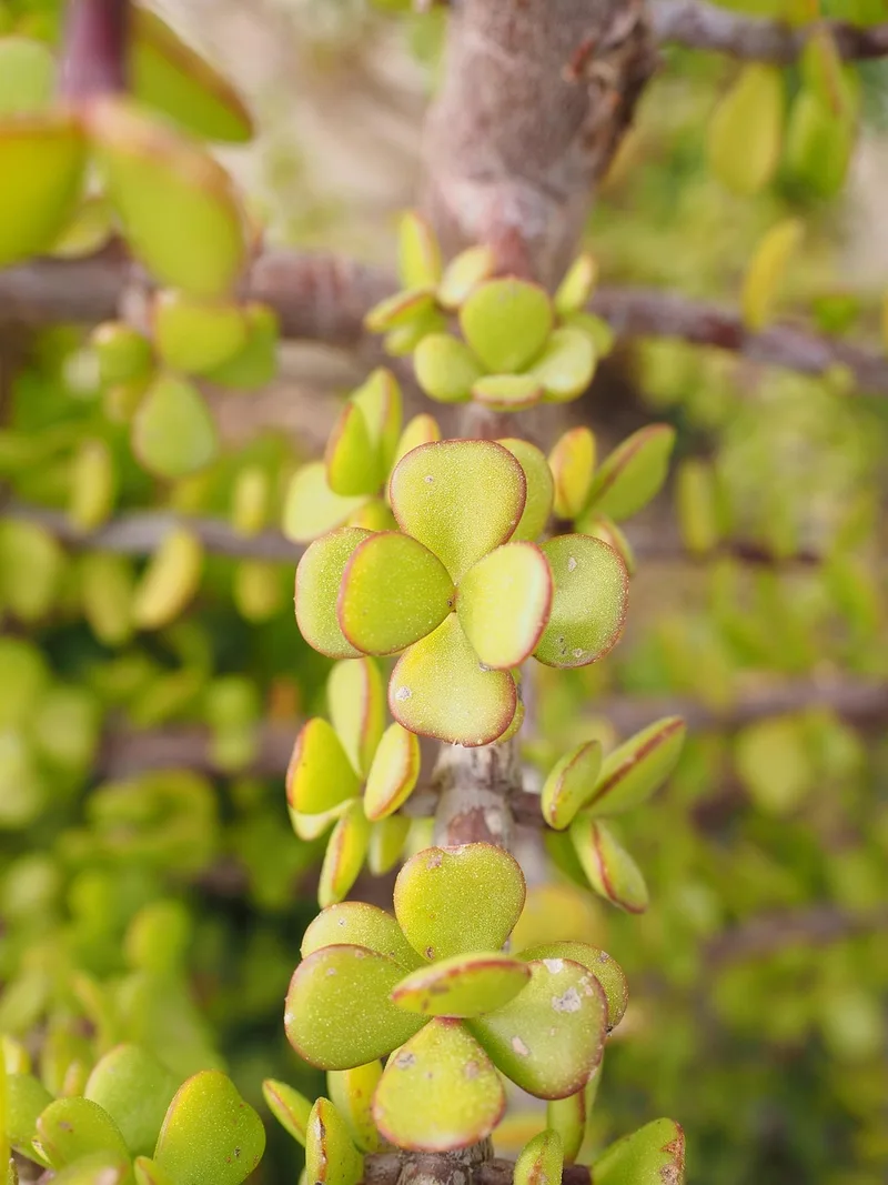 Pourpier en arbre – photo 1