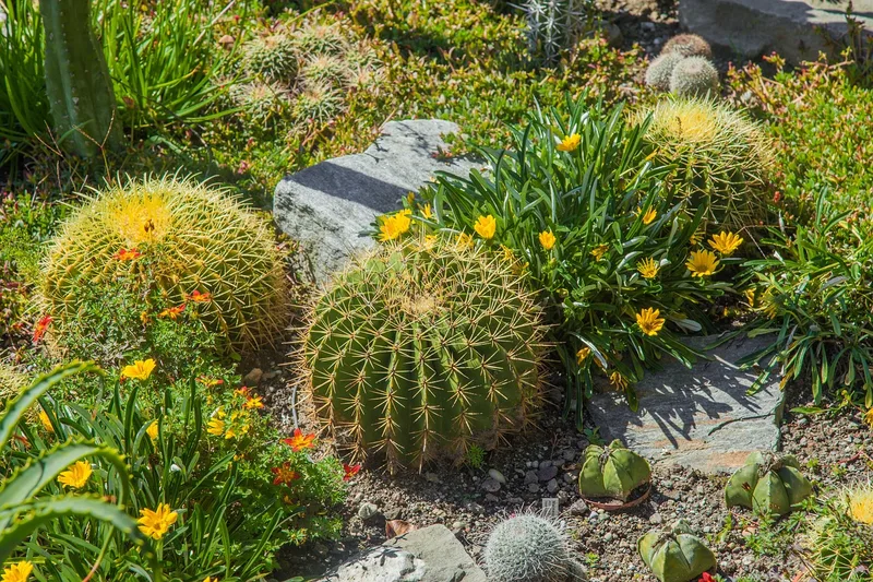 Cactus – photo 1