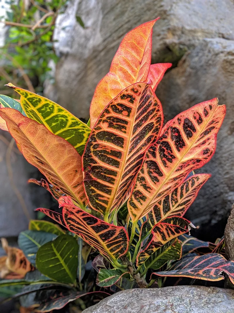 Croton – photo 1