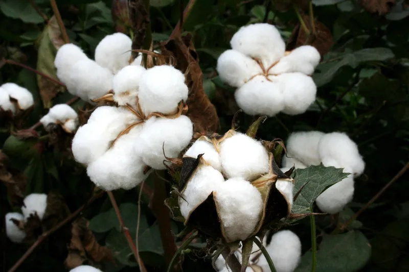 Coton – photo 1