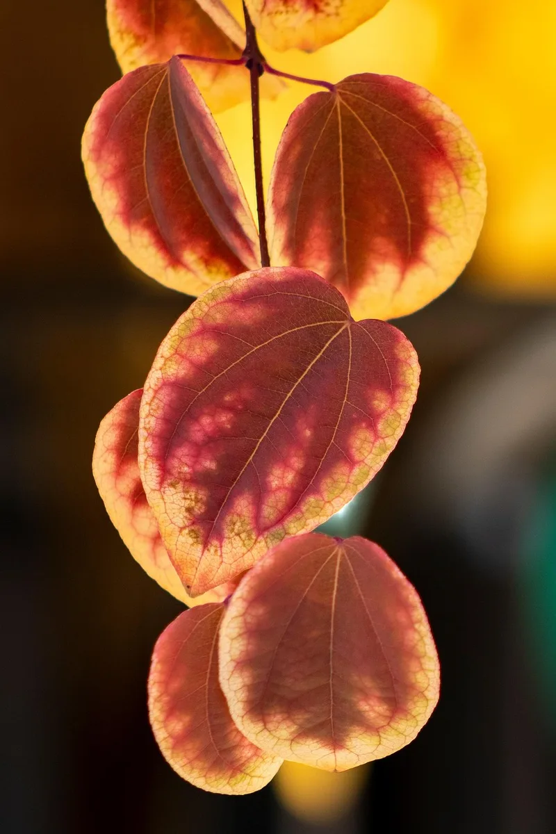 Katsura ou Arbre à Caramel – photo 1