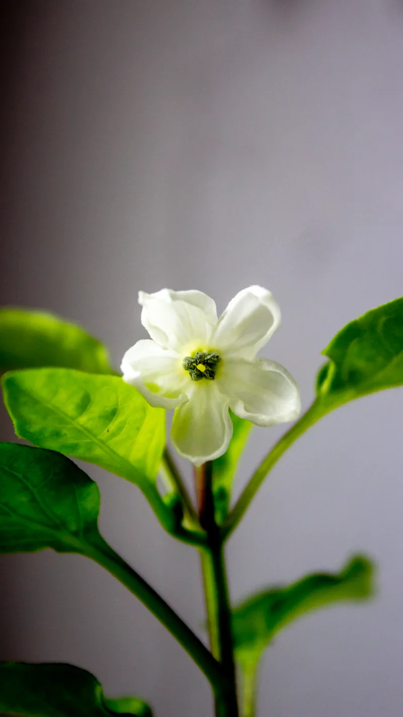 Piment – photo 4