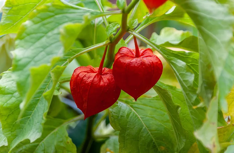 Physalis – photo 4