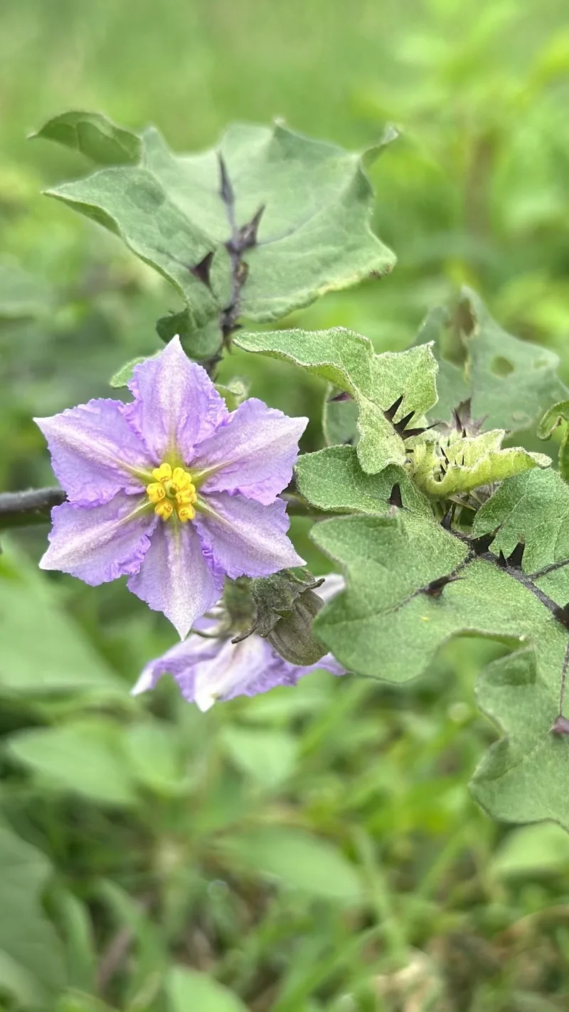 Aubergine – photo 5