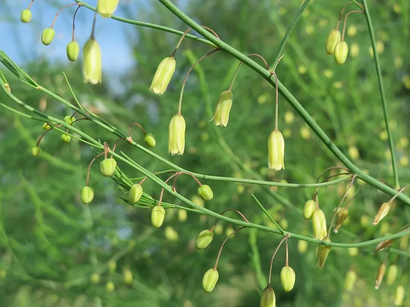 Asperge – photo 3