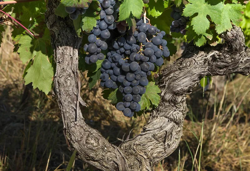 Vigne – photo 1