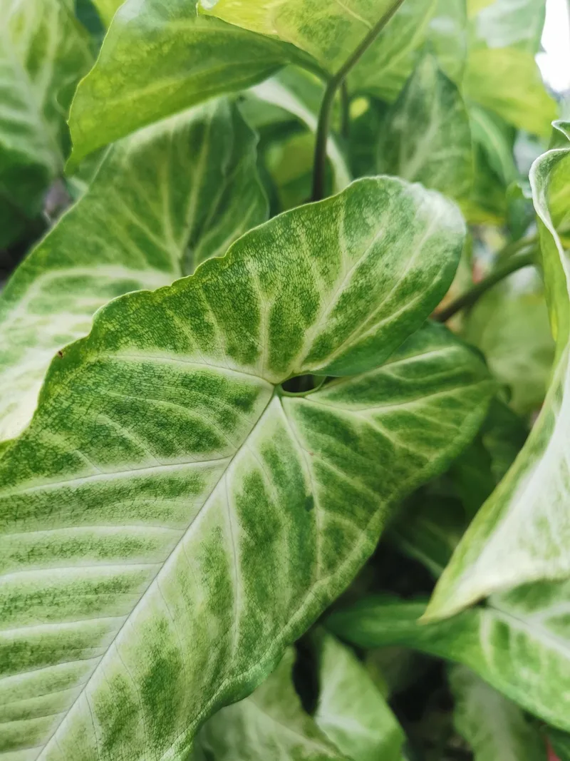 Syngonium podophyllum – photo 1