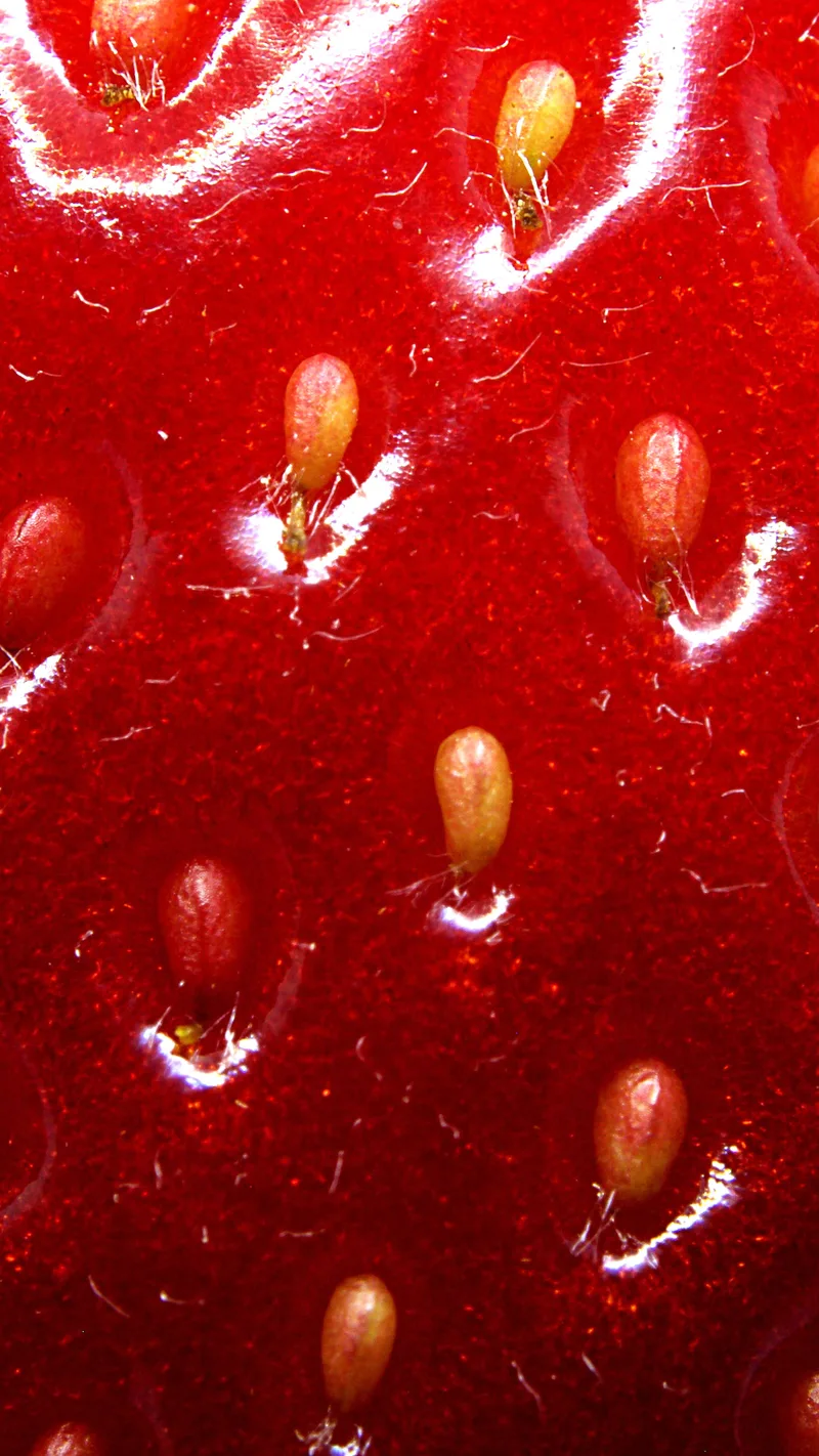 Fraisier – photo 2