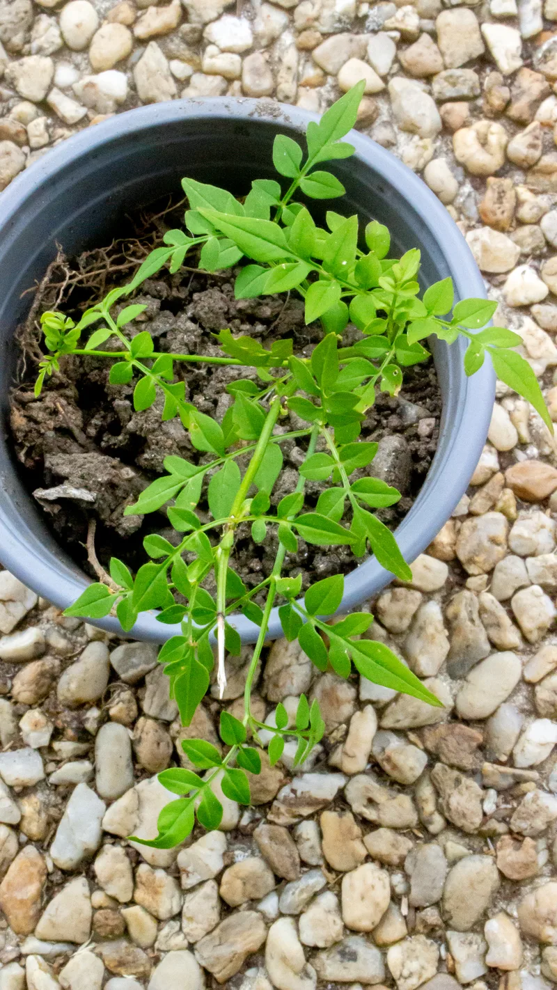 Jasmin – photo 2