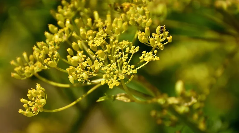 Panais – photo 1