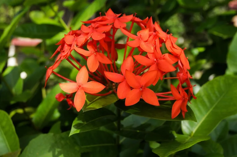 Ixora – photo 1