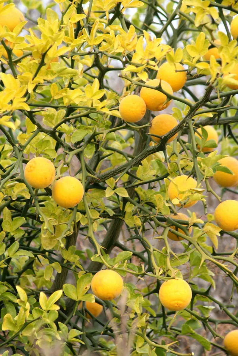 Citronnier – photo 1
