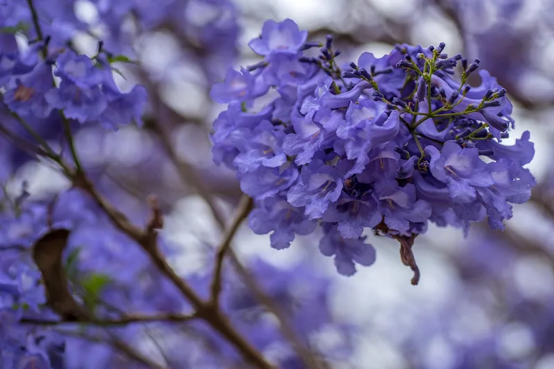 Flamboyant bleu – photo 1