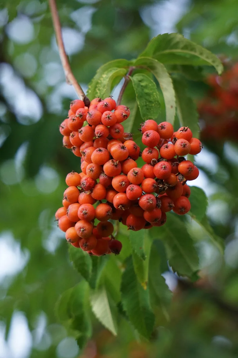 Sorbus – photo 1