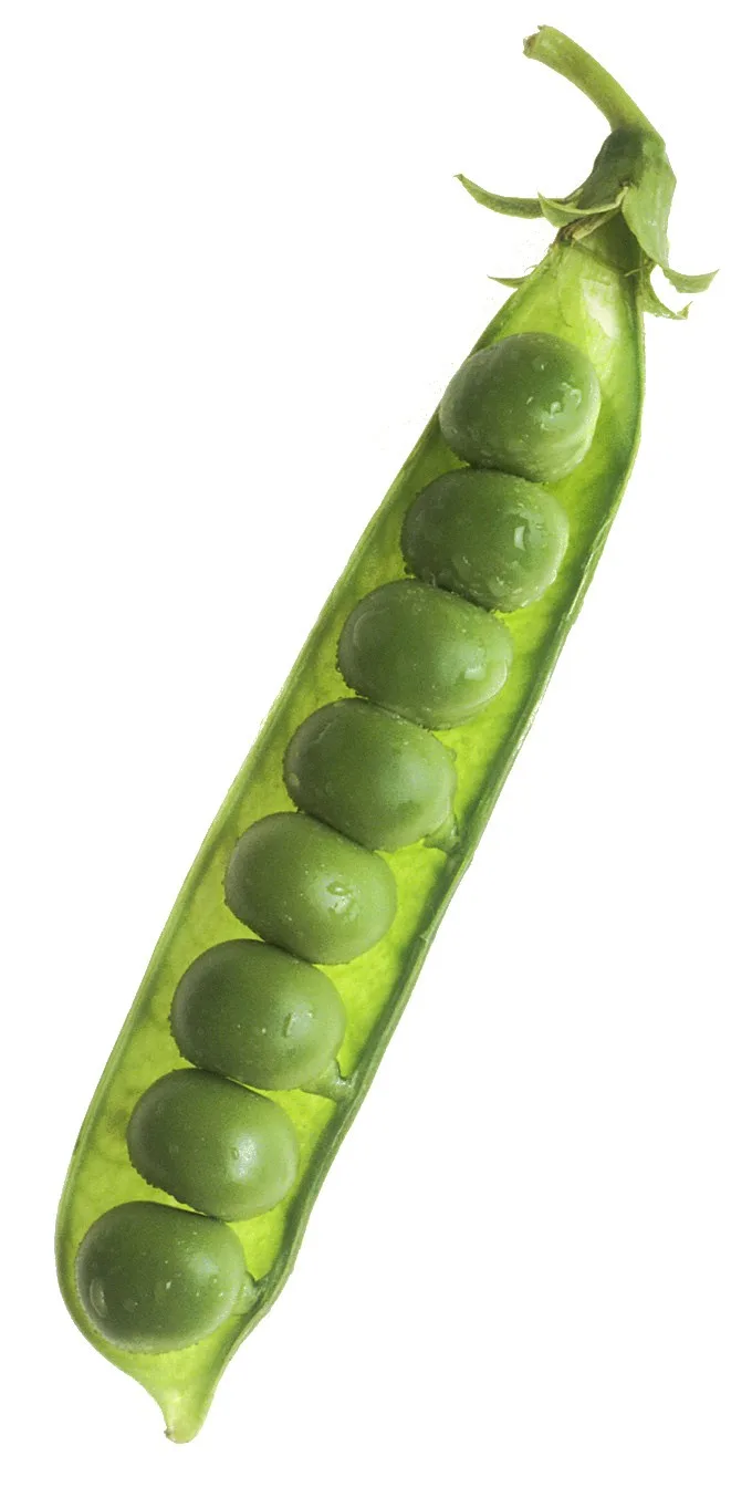 Pois – photo 3