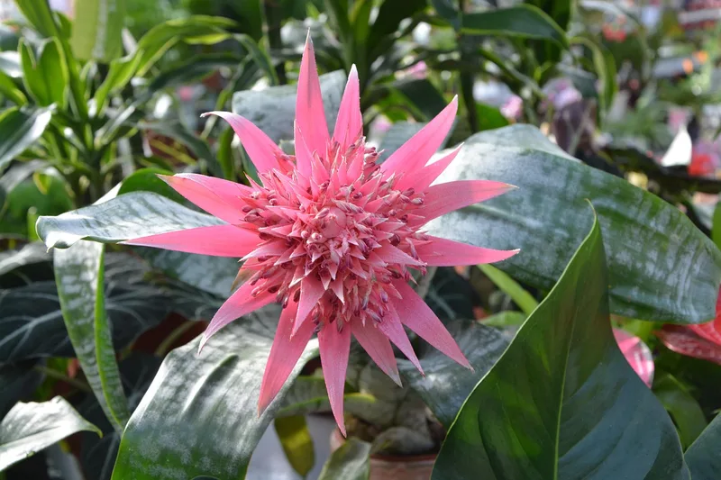 Aechmea – photo 1