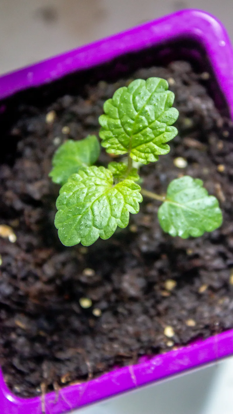 Mélisse officinale – photo 2