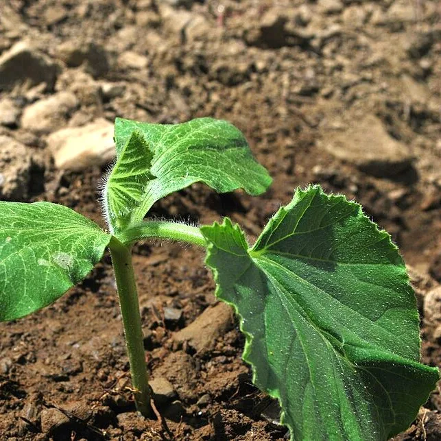 Courge – photo 3