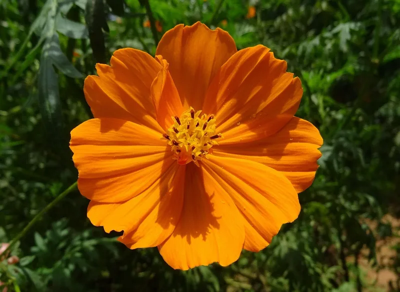 Cosmos sulfureux – photo 1