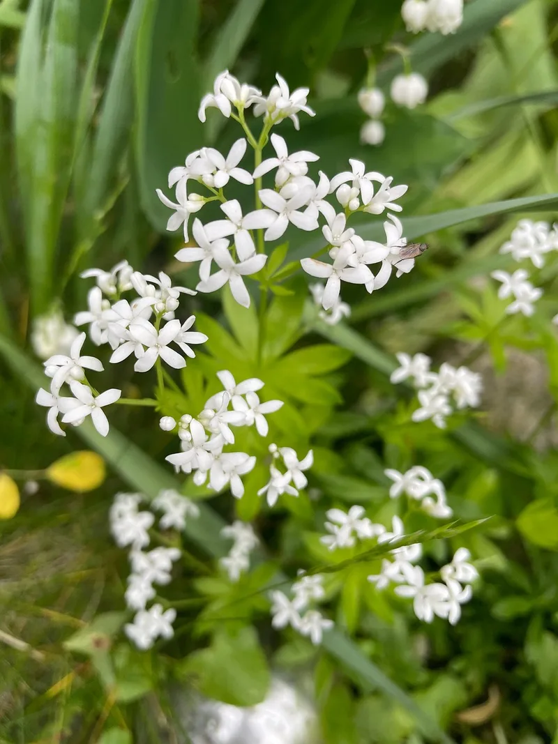 Aspérule – photo 1