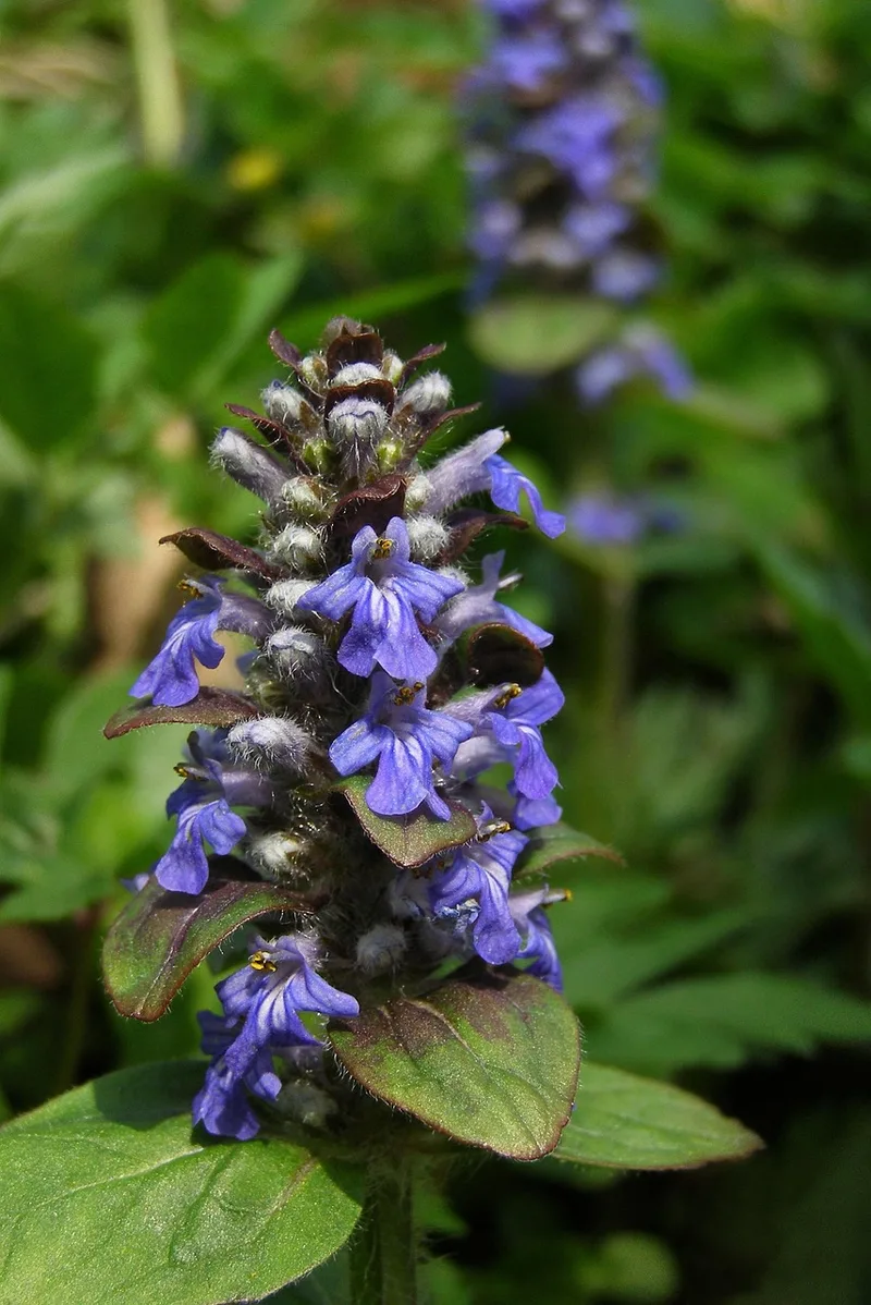 Bugle – photo 1