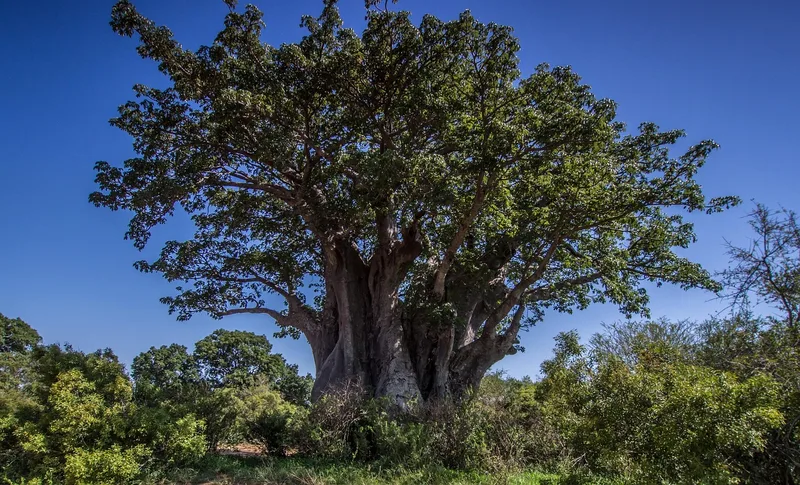 Baobab – photo 1