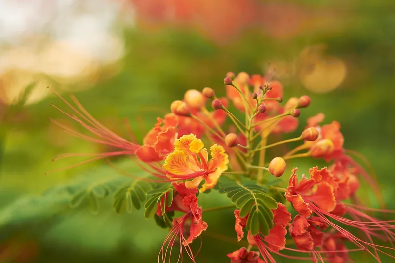 Petit Flamboyant – photo 1