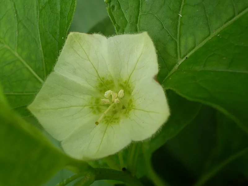 Physalis – photo 3