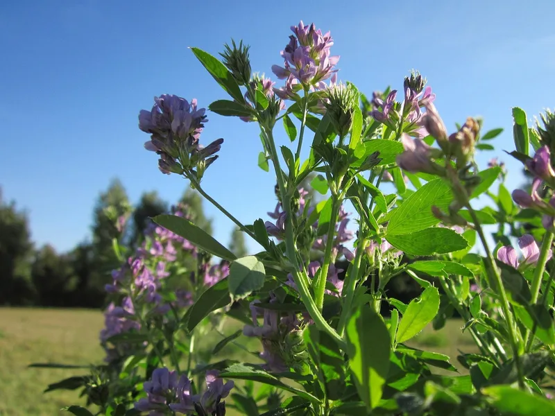 Luzerne ou Alfalfa – photo 1