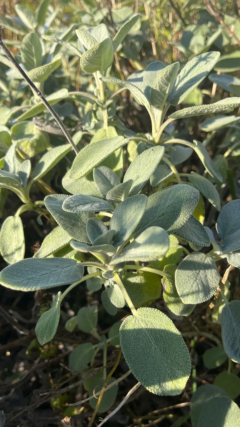 Sauge officinale – photo 2