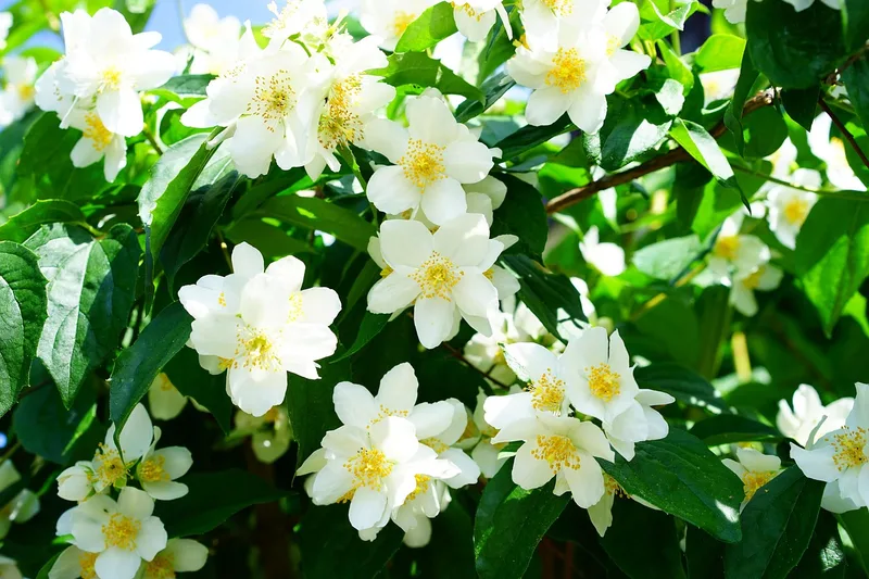 Jasmin – photo 1