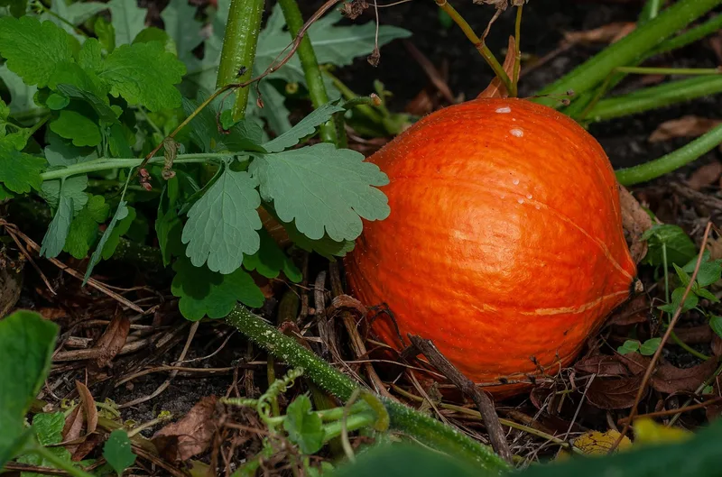Courge – photo 1