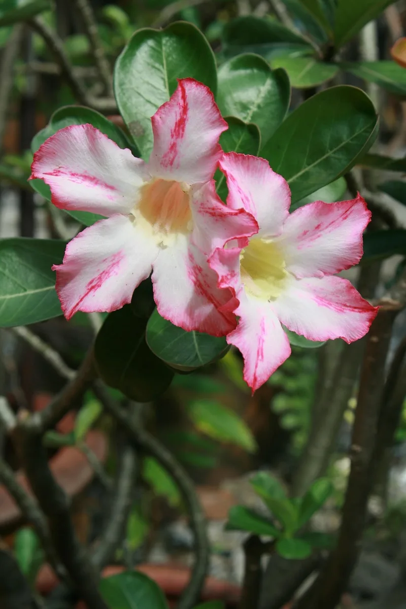 Adenium – photo 1
