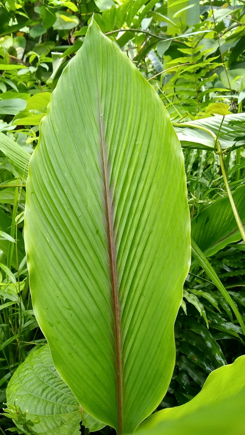 Curcuma (curcuma longa) – photo 3