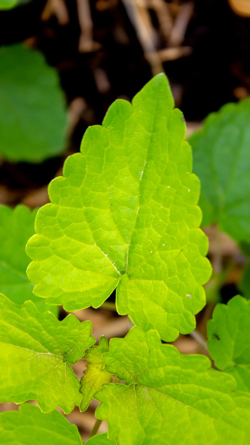 Agastache – photo 3