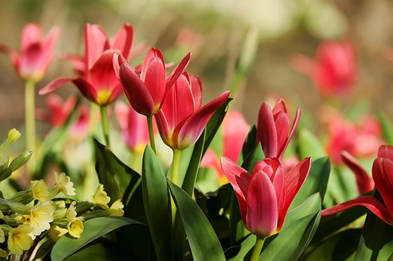 Tulipe – photo 1