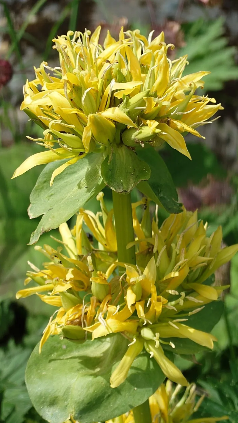 Gentiane jaune – photo 4