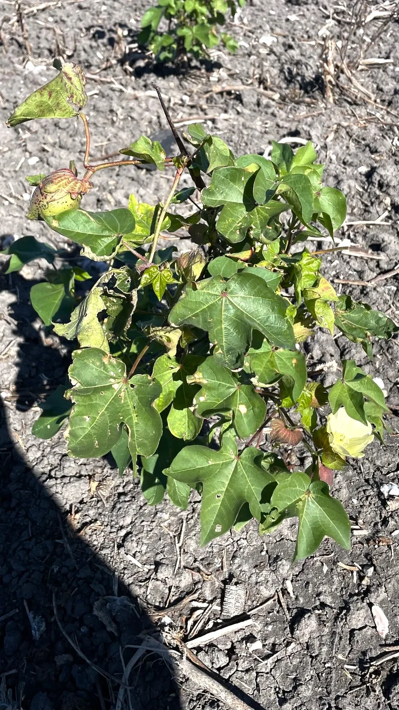 Cotonnier américain – photo 3