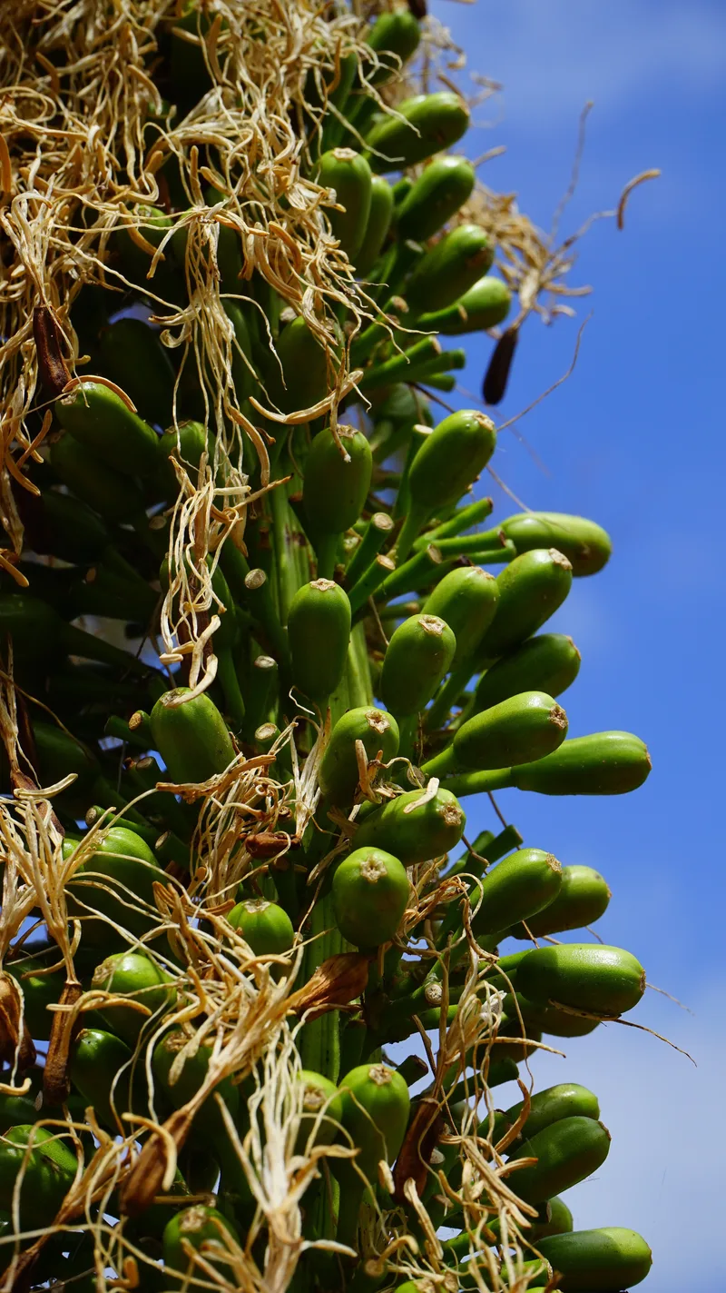 Agave – photo 5